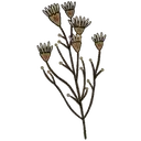 ස්ටිකර්