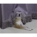 Կպչուն պիտակ