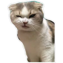 Կպչուն պիտակ