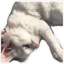 Կպչուն պիտակ