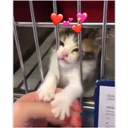 Կպչուն պիտակ