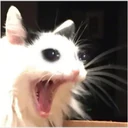 Կպչուն պիտակ