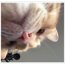 Կպչուն պիտակ