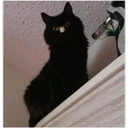 Կպչուն պիտակ