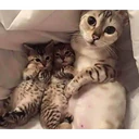 ස්ටිකර්