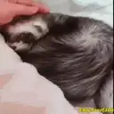 Կպչուն պիտակ