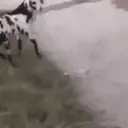 ස්ටිකර්