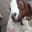 ස්ටිකර්