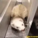 Կպչուն պիտակ